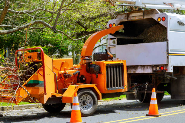 Best Root Management and Removal  in Shiloh, PA